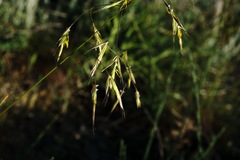 Helictochloa hookeri schelliana