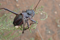 Acanthoplus