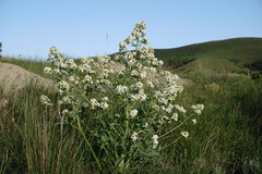 Crambe pinnatifida