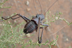 Acanthoplus