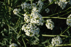 Crambe pinnatifida