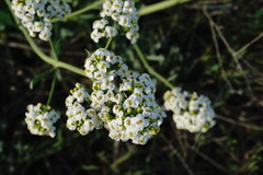 Crambe pinnatifida