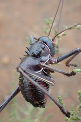 Acanthoplus