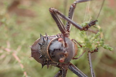 Acanthoplus