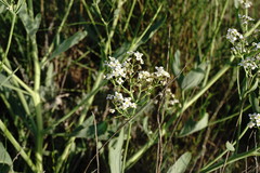 Crambe pinnatifida