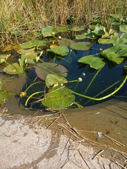 Nuphar advena image