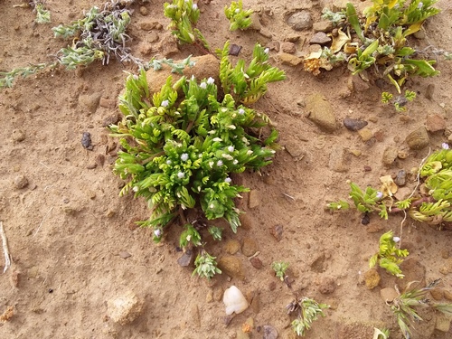 Gilia laciniata (Gilia laciniata)