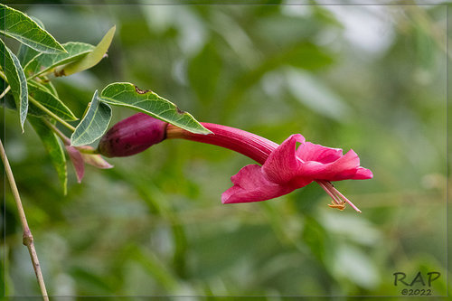 Dolichandra cynanchoides Cham.