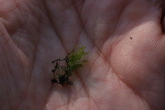 Plagiomnium rostratum