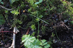 Plagiomnium rostratum