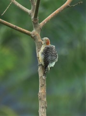 Melanerpes rubricapillus