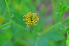Porophyllum ruderale ruderale