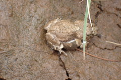 Poyntonophrynus vertebralis