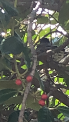 Turdus migratorius