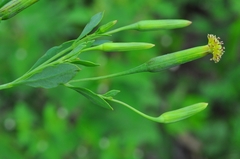 Porophyllum ruderale ruderale