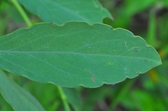Porophyllum ruderale ruderale