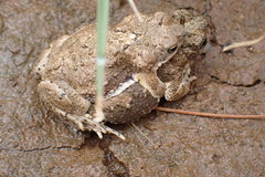 Poyntonophrynus vertebralis