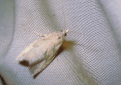 Epiblema grandaevana