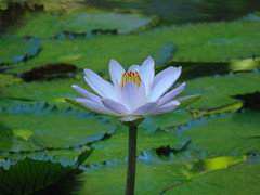 Nymphaea lotus