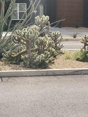 Cylindropuntia bigelovii