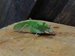 Phylloptera
