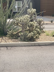 Cylindropuntia bigelovii