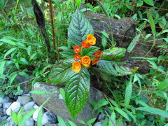 Chrysothemis pulchella
