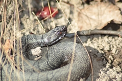 Vipera berus berus