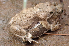 Poyntonophrynus vertebralis