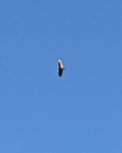Turkey Vulture photographed in Tennessee