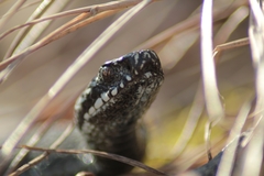 Vipera berus berus