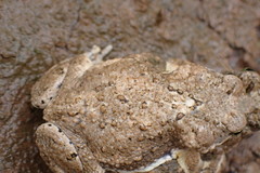 Poyntonophrynus vertebralis