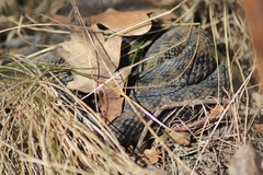 Vipera berus berus