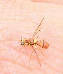 Zeugodacus cucurbitae