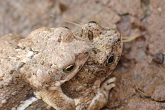 Poyntonophrynus vertebralis