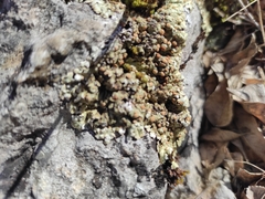 Squamarina cartilaginea