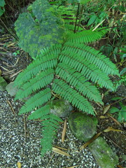 Alsophila spinulosa
