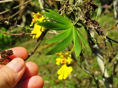 Erycina