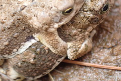 Poyntonophrynus vertebralis