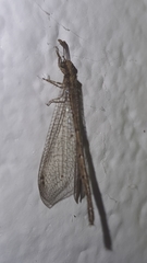 Austroleon immitis