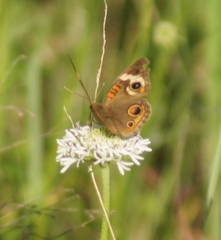 Marshallia caespitosa