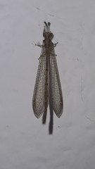 Austroleon immitis