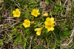 Oxalis conorrhiza