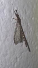 Austroleon immitis