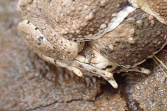 Poyntonophrynus vertebralis