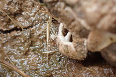 Poyntonophrynus vertebralis