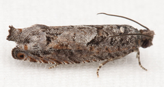 Pseudexentera spoliana