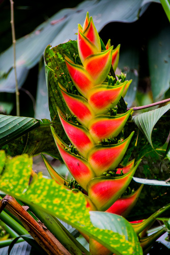 Heliconia wagneriana