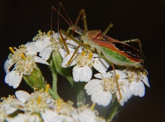 Zelus renardii