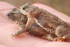Poyntonophrynus vertebralis